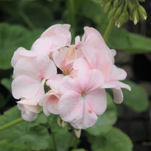 Geranium Apple Blossom Pochedly Greenhouses