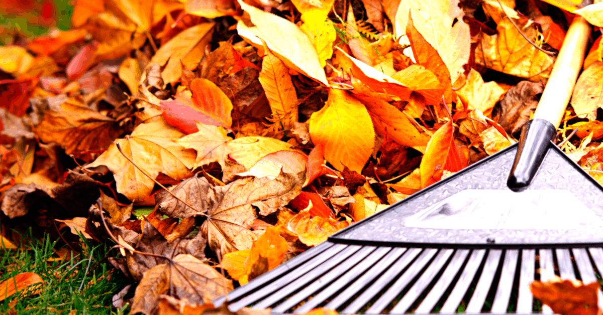 Should I Rake Leaves From My Lawn? Mulching Leaves Enriches Lawn ...